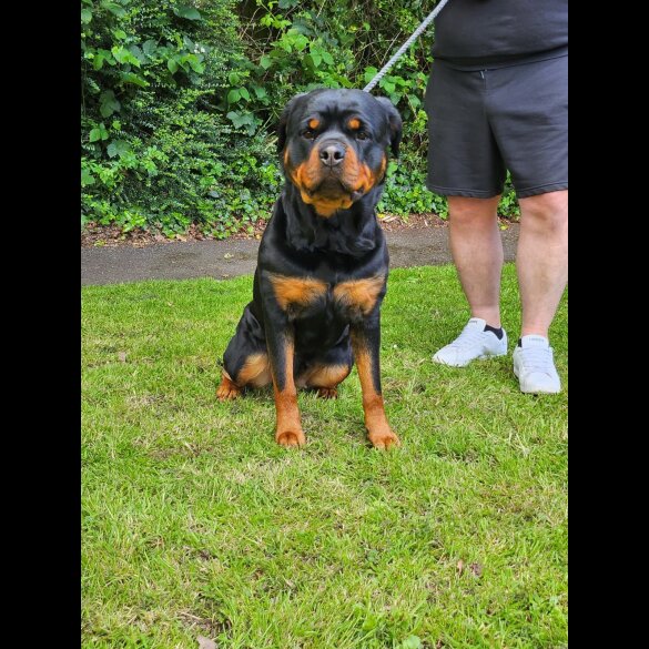 Rottweiler - Both