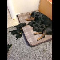 Rottweiler - Both