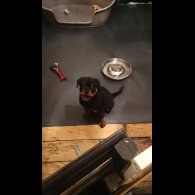 Rottweiler - Both