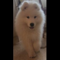 Samoyed - Both