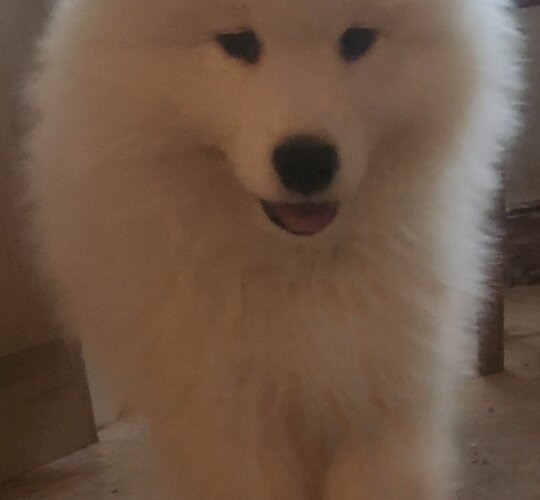 Samoyed