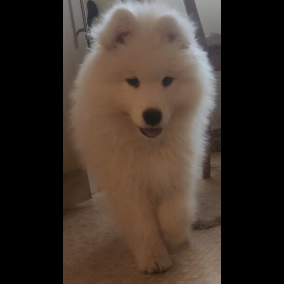 Samoyed - Both