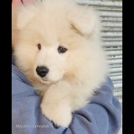 Samoyed - Both