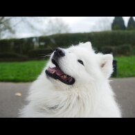 Samoyed - Both