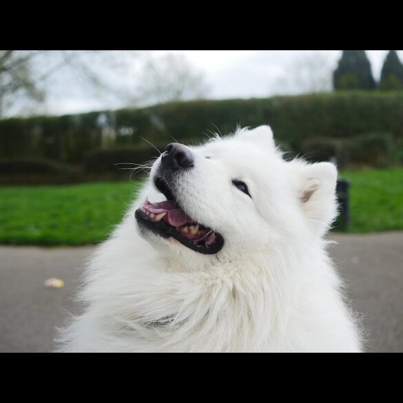 Samoyed - Both