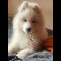 Samoyed - Both