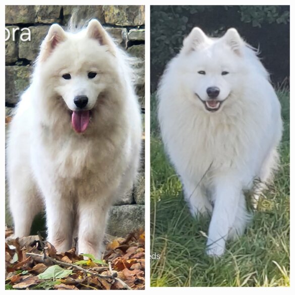 Samoyed - Both