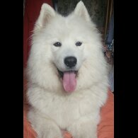 Samoyed - Both