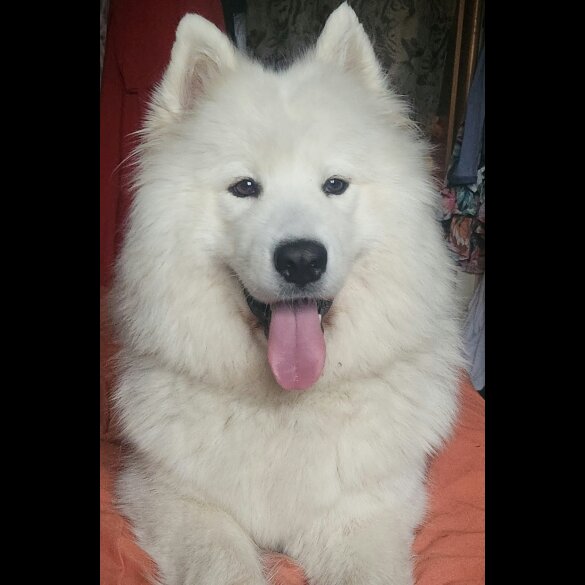 Samoyed - Both