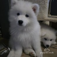 Samoyed - Both