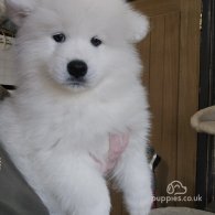 Samoyed - Both