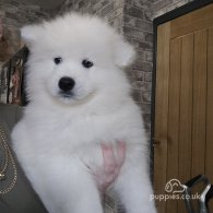 Samoyed - Both