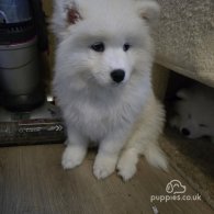 Samoyed - Both