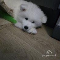 Samoyed - Both