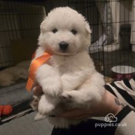 Samoyed - Dogs