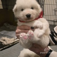 Samoyed - Dogs