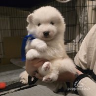 Samoyed - Dogs