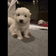 Samoyed - Dogs