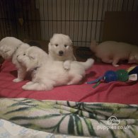 Samoyed - Dogs