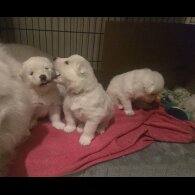 Samoyed - Dogs