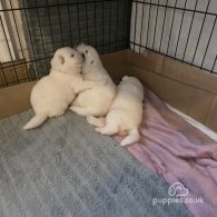 Samoyed - Dogs