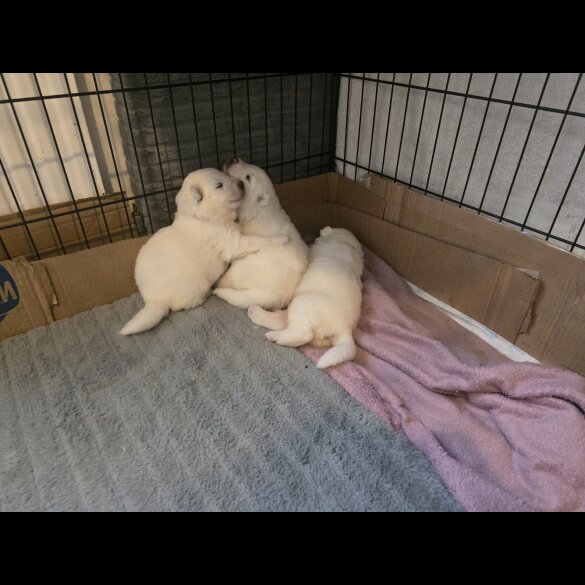 Samoyed - Dogs