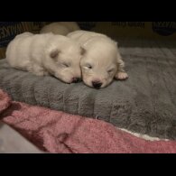 Samoyed - Dogs