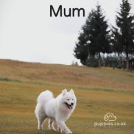 Samoyed - Dogs