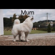 Samoyed - Dogs