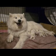 Samoyed - Dogs