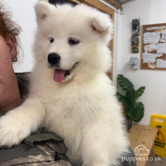 Samoyed - Dogs