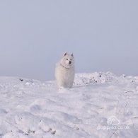 Samoyed - Both