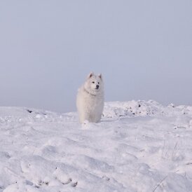 Samoyed - Both