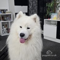 Samoyed - Both