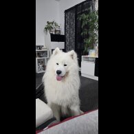 Samoyed - Both