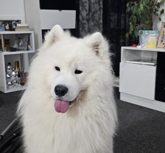 Samoyed