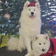 Samoyed - Both