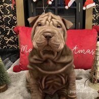 Shar Pei - Both