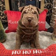 Shar Pei - Both