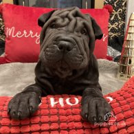 Shar Pei - Both