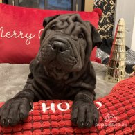 Shar Pei - Both