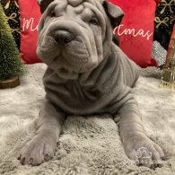 Shar Pei - Both