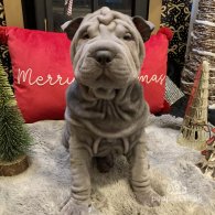 Shar Pei - Both