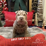 Shar Pei - Both