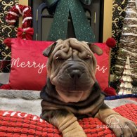 Shar Pei - Both