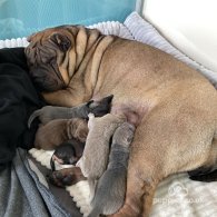 Shar Pei - Both