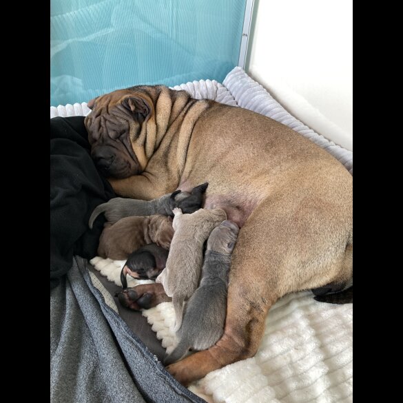 Shar Pei - Both