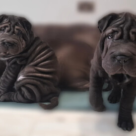 Shar Pei - Both