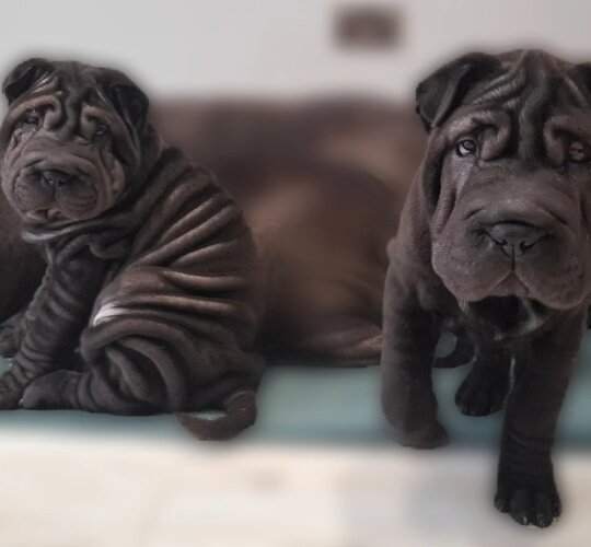 Shar Pei