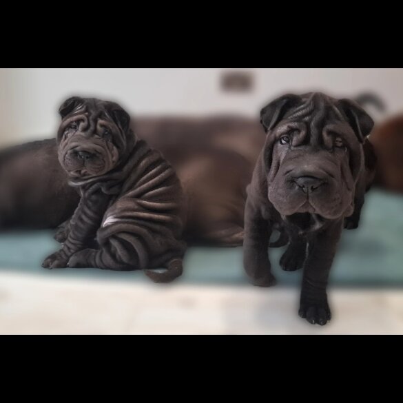 Shar Pei - Both